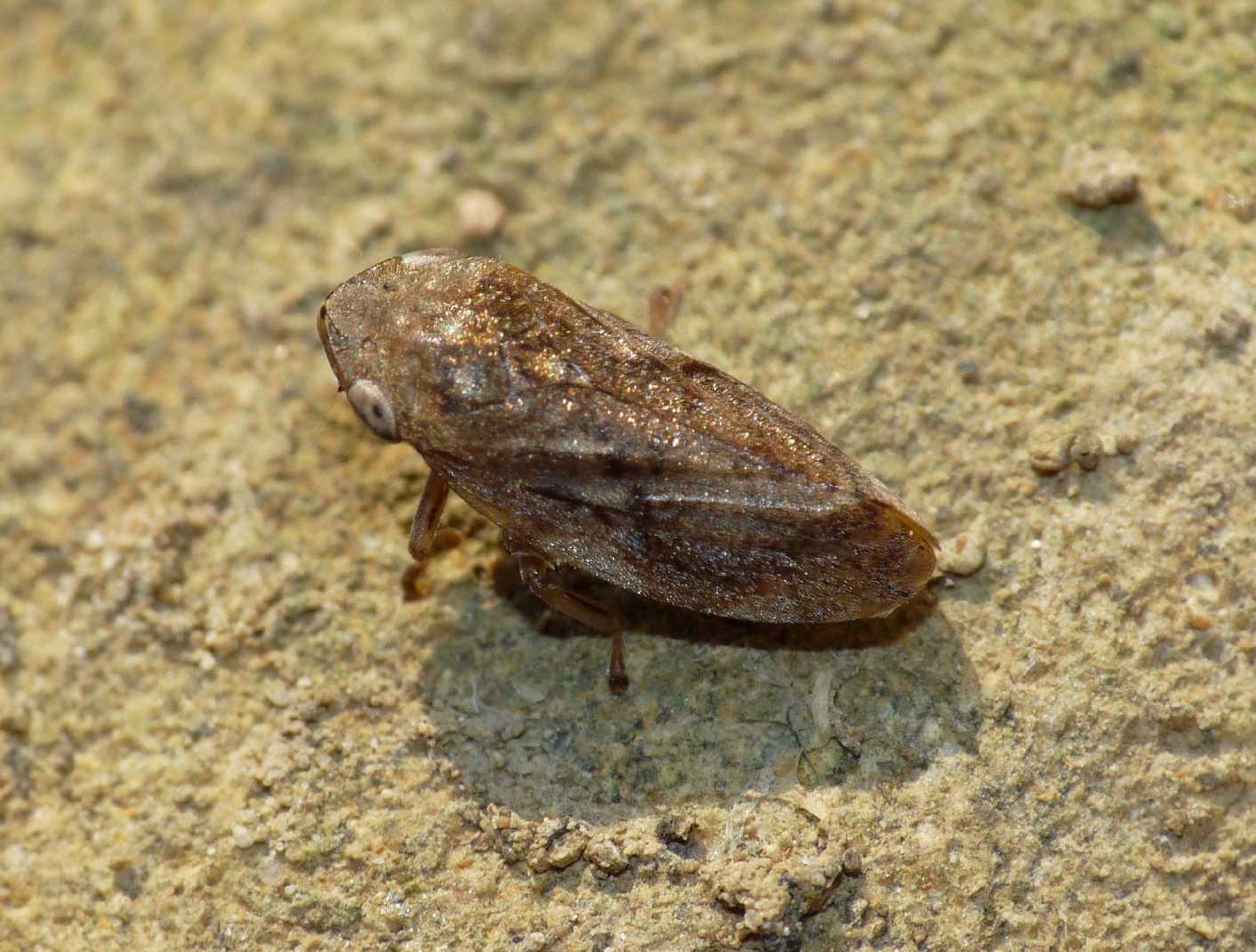 Cicadellidae? No. Aphrophoridae - Philaenus spumarius